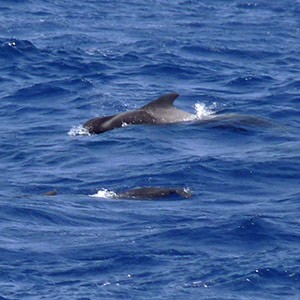 Short-finned Pilot Whales - Globicephala macrorhyncha © John Muddeman